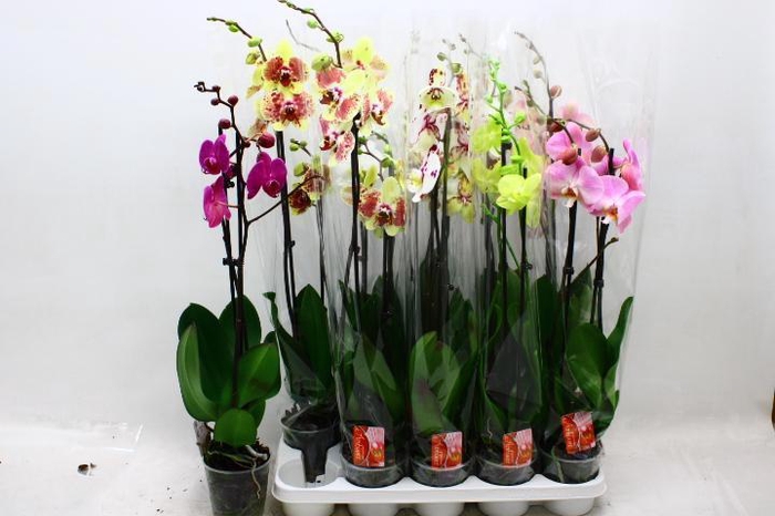 <h4>PHAL GEM 6 KL</h4>