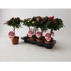 Azalea 13 cm stam mix Mimesis