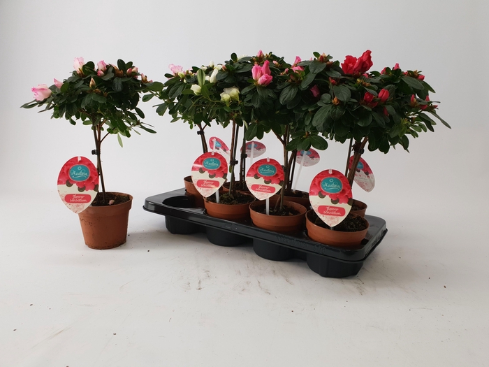 Azalea 13 cm stam mix Mimesis