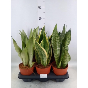 Sansevieria trifa.   ...