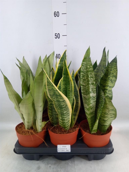 <h4>Sansevieria trifa.   ...</h4>