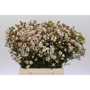 Chamelaucium Moonlight Delight