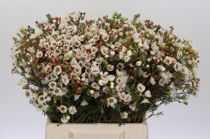 Chamelaucium Moonlight Delight