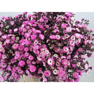 Ast G Cerise