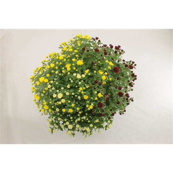 <h4>Jasoda R&R Geel, Wit, Rood pot 19 cm</h4>