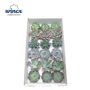 Echeveria Ice Mix (Wincx) Cutfl (6 Spcs)