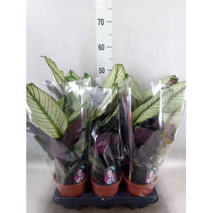 Calathea majestica 'Whitestar'