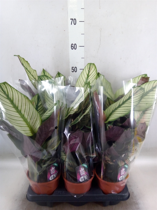 <h4>Calathea majestica 'Whitestar'</h4>