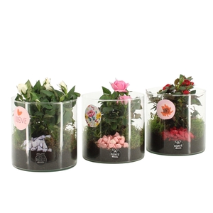 21871: Lovess arrangement