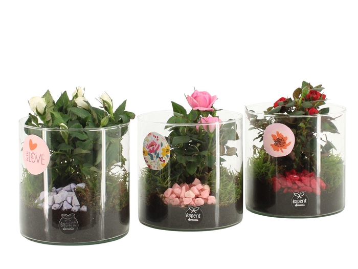 <h4>21871: Lovess arrangement</h4>