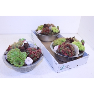 ARR SEMPERVIVUM