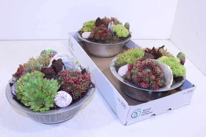 <h4>ARR SEMPERVIVUM</h4>