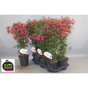 FUCHSIA OV