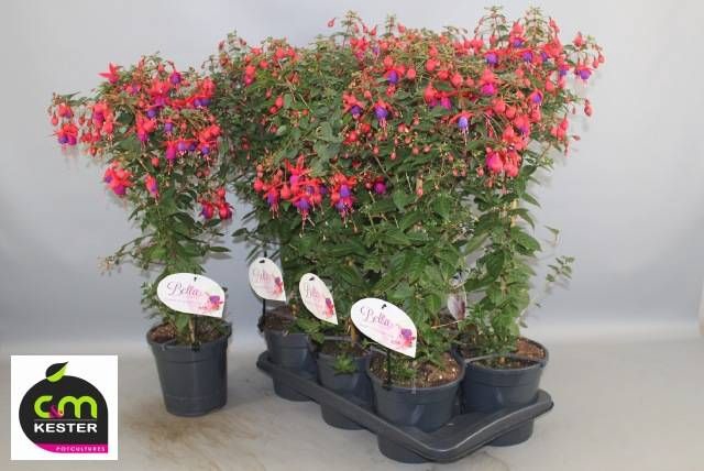 <h4>FUCHSIA OV</h4>