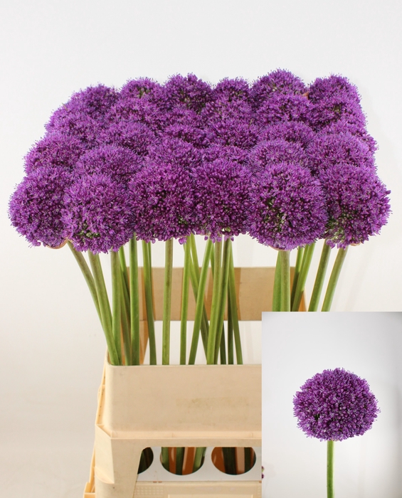 ALLIUM AMBASSADOR