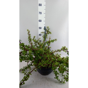 Portulacaria afra