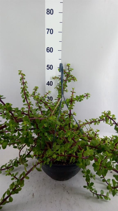 <h4>Portulacaria afra</h4>