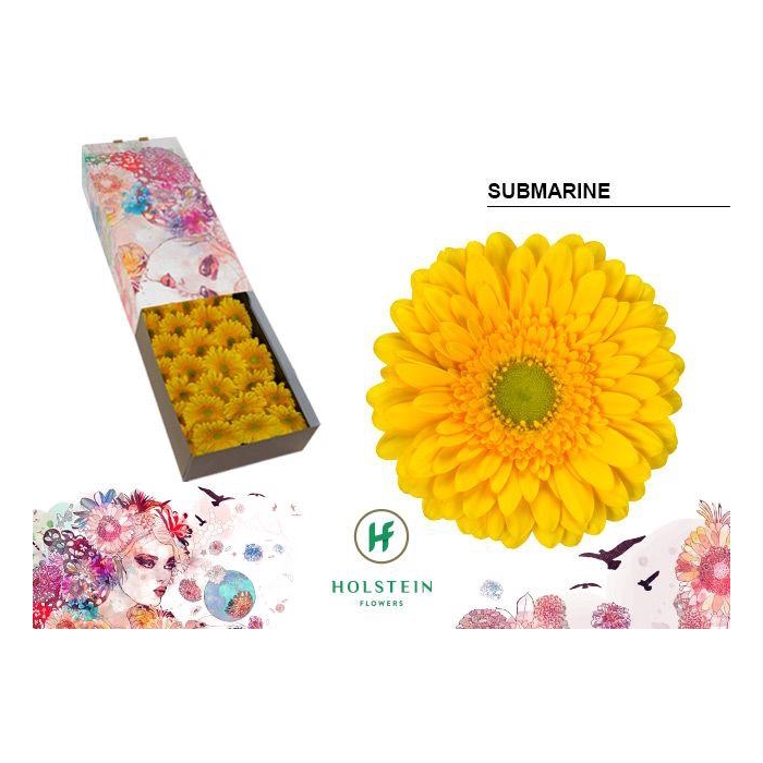 <h4>Ge Gr Submarine</h4>