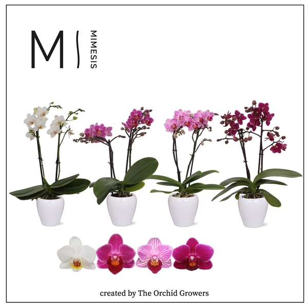 <h4>Mimesis Phal. Mix - 2 spike 7cm in Martine White Ceramic</h4>