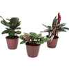 MARANTA VARIADO P12