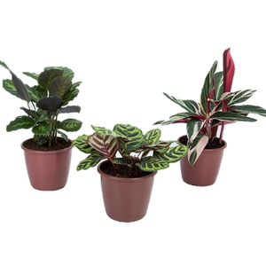 MARANTA VARIADO P12
