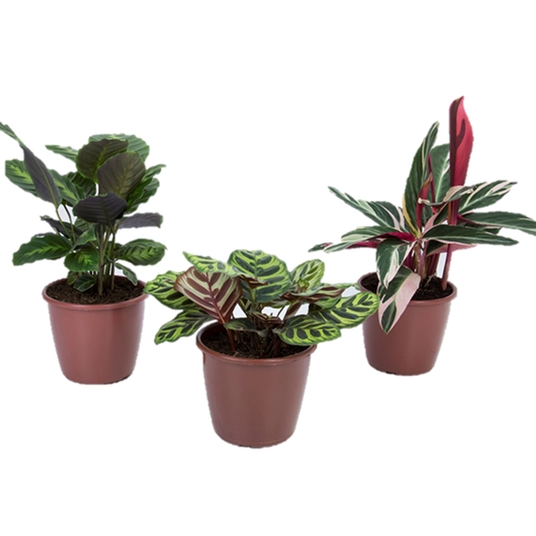 <h4>MARANTA VARIADO P12</h4>