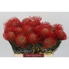 Nutans Ayoba Red