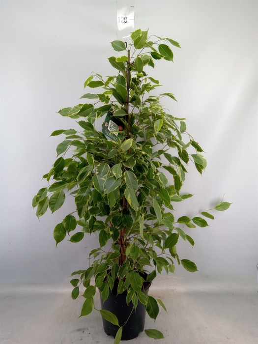 <h4>Ficus benja. 'Golden King'</h4>