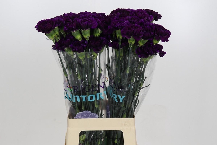 <h4>Dianthus St Florigene Moonvista</h4>