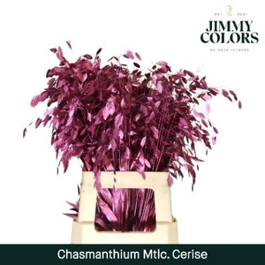 Chasmanthium L70 Metallic Cerise