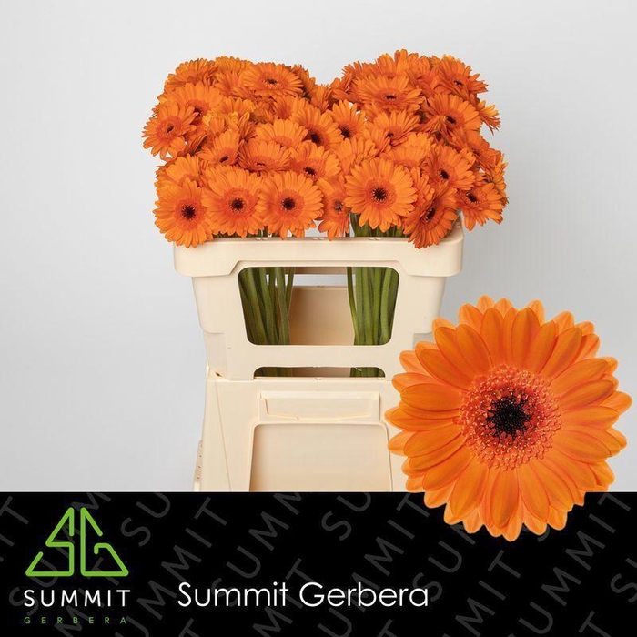<h4>GERBERA MI 'BISON'</h4>