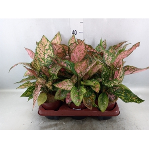 Aglaonema   ...