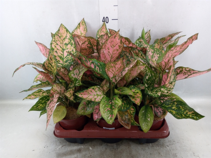 Aglaonema   ...