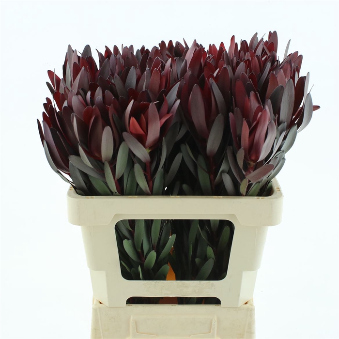 <h4>Leucad Safari Sunset Super</h4>