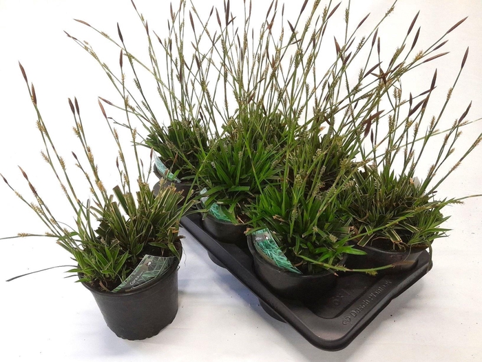 <h4>CARE MORROWII</h4>