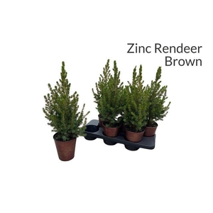 PICEA GL CONICA ZINC RENDEER P15