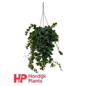 Aeschynanthus Pink Polka; bloeiend