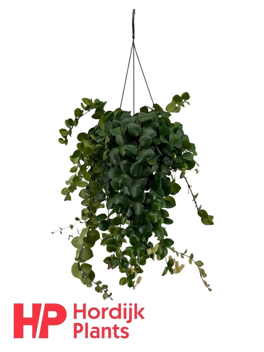 <h4>Aeschynanthus Pink Polka; bloeiend</h4>