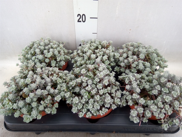 <h4>Sedum spathulifolium 'Cape Blanco'</h4>