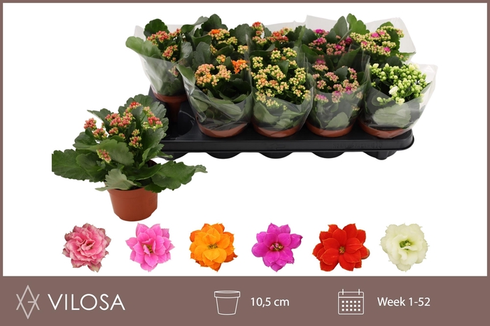 <h4>KAL GE GEM 6 KL</h4>