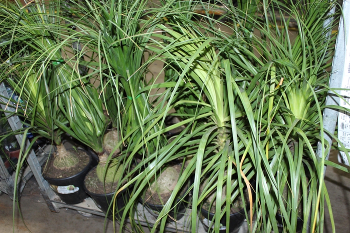 <h4>BEAUCARNEA P24</h4>