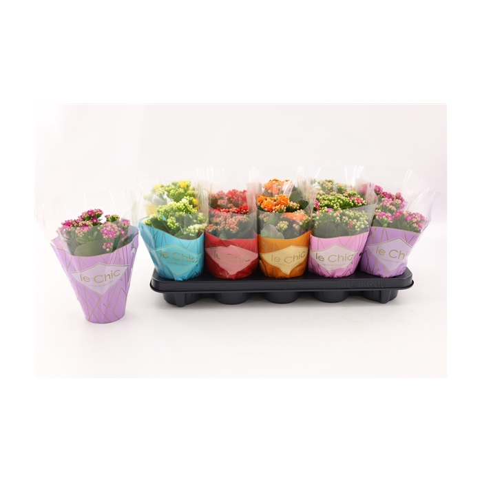<h4>Kalanchoe Double, Le Chic Mix</h4>