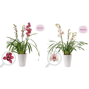 Cymbidium 3tak mix keramiek wit