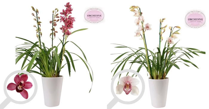 <h4>Cymbidium 3tak mix keramiek wit</h4>