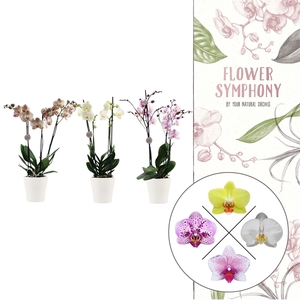 Flower Symphony | Mix in Anna keramiek | Phalaenopsis 3 spike