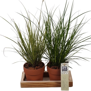 Arr.   Tuinplanten L%