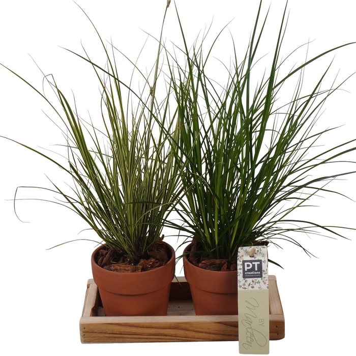 <h4>Arr.   Tuinplanten L%</h4>