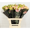 Lisianthus do alissa champagne