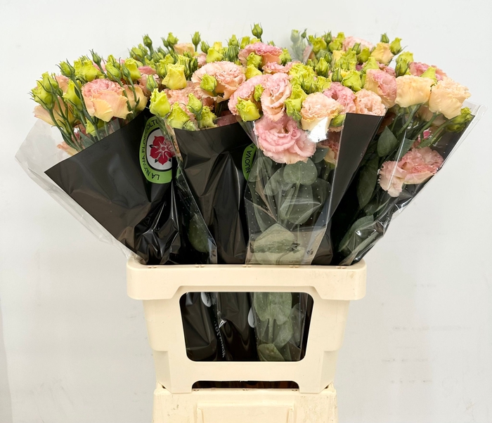 Lisianthus do alissa champagne