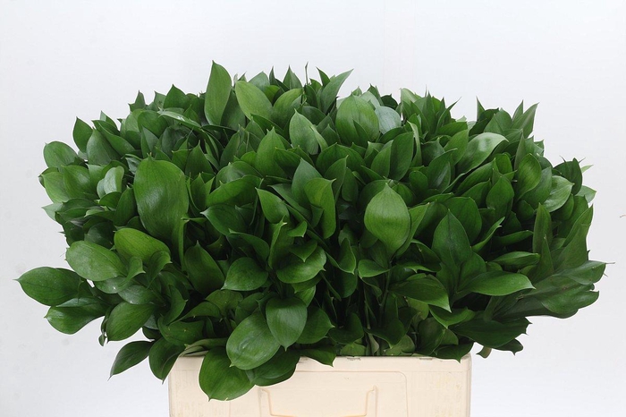 <h4>Ruscus Israel</h4>